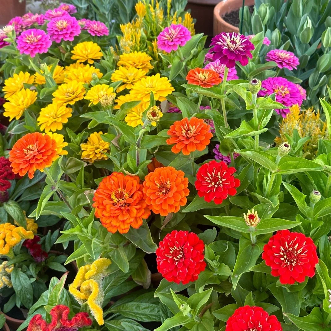 Zinnias – John's Plant Adventures